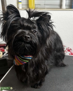 Yorkshire terrier  Listing Image