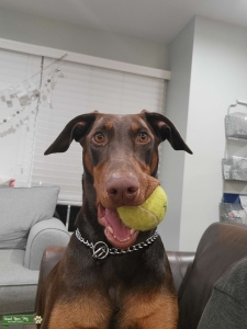 Looking for red doberman stud  Listing Image