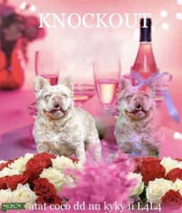Lilac Platinum Fluffy French Bulldog  Listing Image