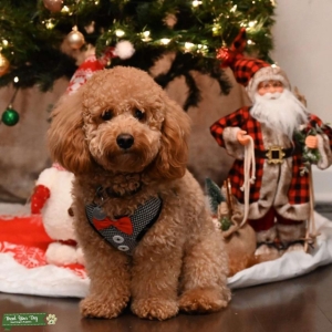 F1B Mini Goldendoodle Listing Image
