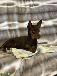 Harlequin Min Pin Listing Image