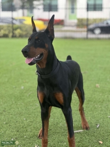 European Doberman Pinscher STUD Listing Image