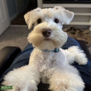 White tan parti mini schnauzer female Listing Image
