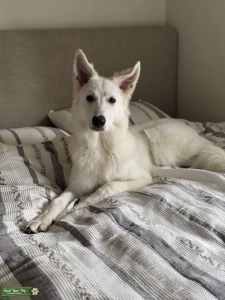 White Swiss Shepherd Stud  Listing Image