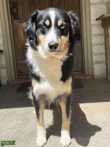 Black/white Aussie Listing Image