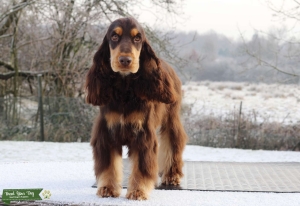 Show Type Cocker Spaniel Chocolate & Tan Stud Listing Image
