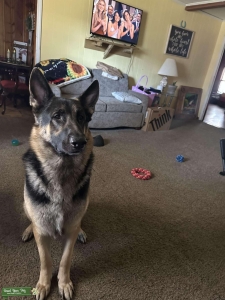 Scout is looking for his princess  Listing Image