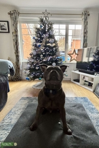 Blue Staffordshire bull terrier Listing Image