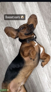 Female Basset Hound looking for Stud Listing Image