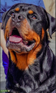 AKC Rottweiler Stud Available Listing Image