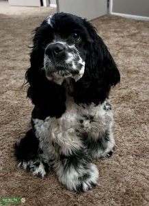 Looking for stud for American Cocker Spaniel  Listing Image