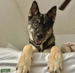 Agouti Siberian Husky Stud Listing Image