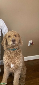 Stud Dog Listing Image