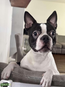 Male full breed Boston 1 yr 2 months  Listing Image