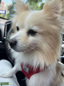 Purebred Male Pomeranian! White & Cream/Beige Listing Image
