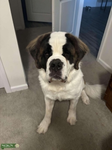 Saint Bernard Stud $800 Listing Image