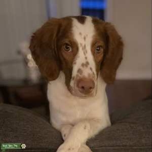 Beautiful, smart male Brittany.  Listing Image