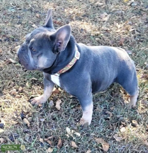 Blue and Tan Tri Male Stud Dog in Florida Panhandle Listing Image