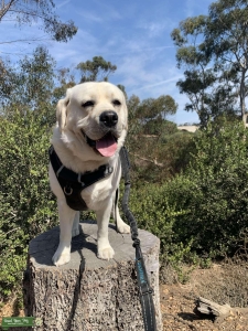 English Labrador for stud Listing Image