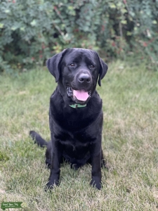 AKC Stud Black Labrador Retriever Listing Image