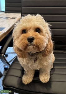 F1 Cavapoo Proven Stud Listing Image
