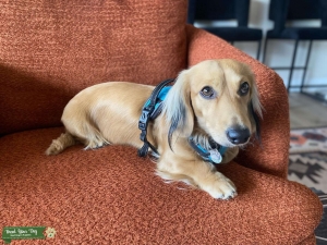 Handsome shaded cream dachshund  Listing Image