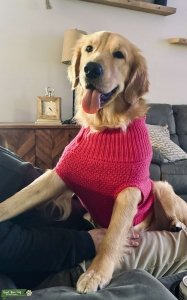 Female Golden Retriever in need of stud  Listing Image