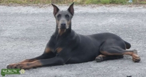 AKC Dobeman Pinscher American Lines - No DCM Markers Listing Image