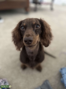 Miniature Long Haired Dachshund  Listing Image