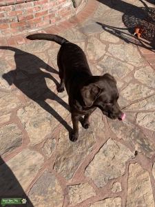 Unique Chocolate Lab Stud, AKC Listing Image