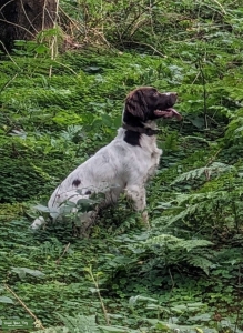 Springer Spaniel Listing Image