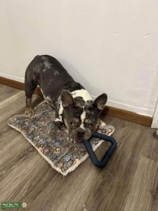 BLUE MERLE FRENCH BULLDOG STUD Listing Image