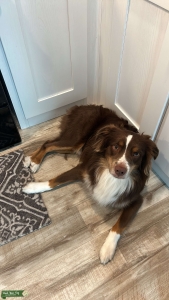 Red Tri Aussie Stud  Listing Image