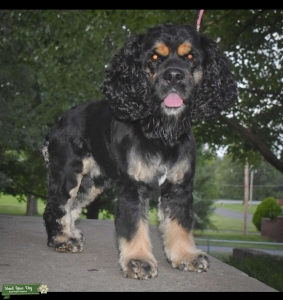 AKC Cocker spaniel stud muffin Listing Image