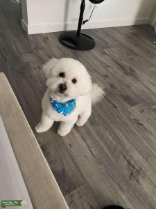 Bichon Frise Stud  Listing Image