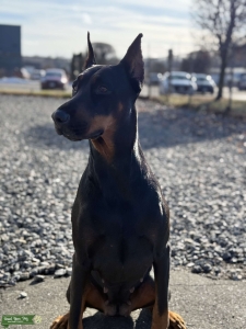 Doberman pinscher Listing Image
