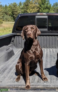 AKC Chocolate Labrador Proven Stud Listing Image