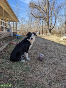 Border Collie/Aussie mix (3:1) seeking a stud Listing Image