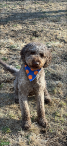 Grey Labradoodle  Listing Image