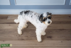 Merle AKC Miniature Poodle Stud Listing Image