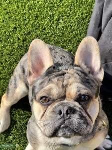 Frenchie Merle Listing Image