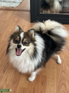 Small Pomeranian boy seeks romance Listing Image