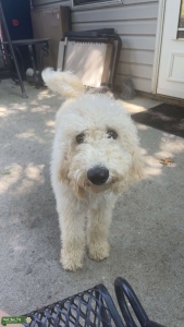 F1B Golden doodle   Listing Image