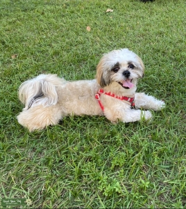 Playful and Shih tzu looking for a girlfriend  Listing Image
