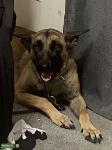 Nadia Atlas Bitch for Malinois X Listing Image