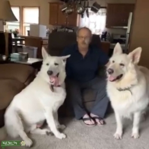 AKC White German Shepherd Studs Listing Image
