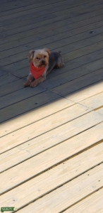 Yorkshire Terrier  Listing Image