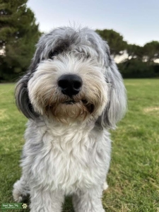 Male Sheepadoodle Seeking Puppies Listing Image