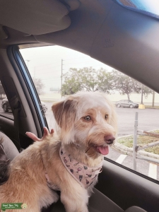 Red/White Aussiedoodle  Listing Image