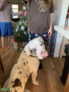 Blue eyed Dogo/NAM Listing Image